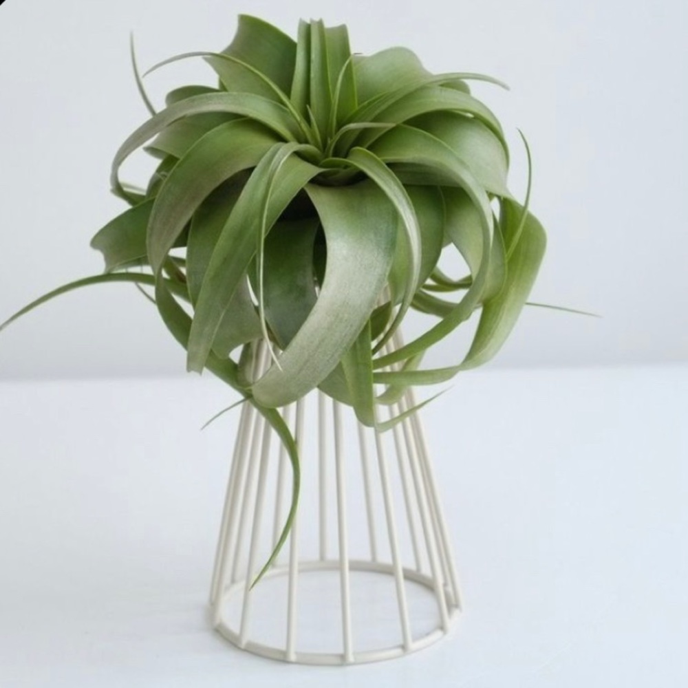Air Plant - Large Tillandsia Xerographica 🌱